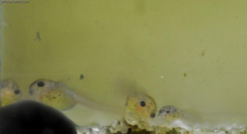 Gastrodermus sp. (C126)