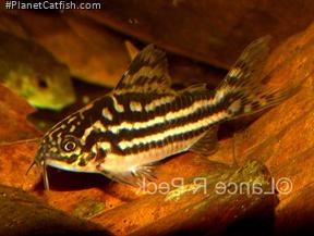 Gastrodermus sp. (C126)