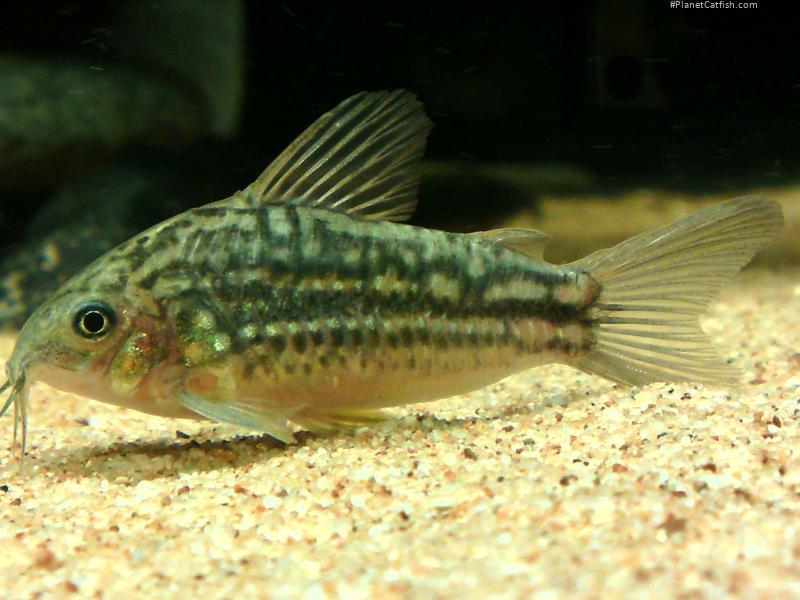 Gastrodermus sp. (C132)