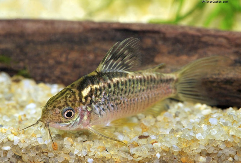 Gastrodermus sp. (Cw008)