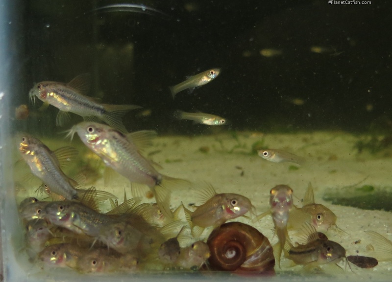 Gastrodermus sp. (Cw008)