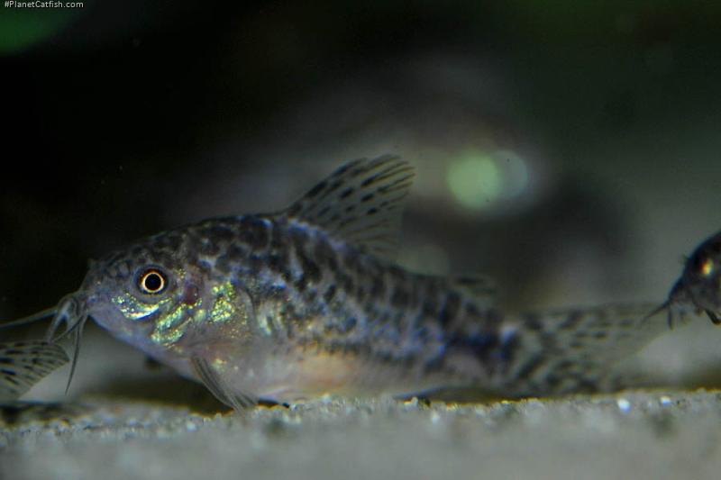 Gastrodermus sp. (Cw022)