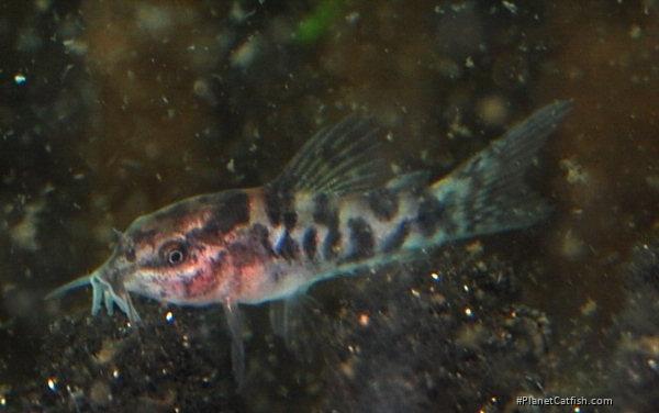 Gastrodermus sp. (Cw022)