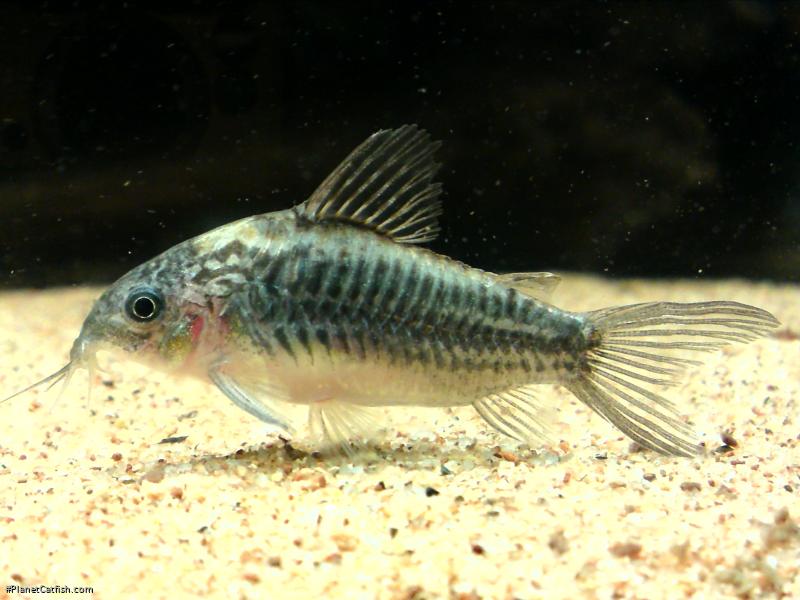 Gastrodermus sp. (Cw044)