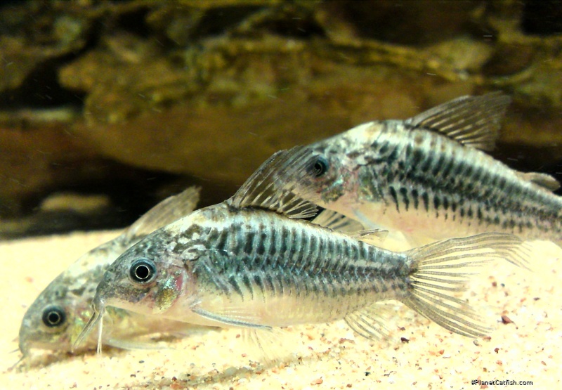 Gastrodermus sp. (Cw044)