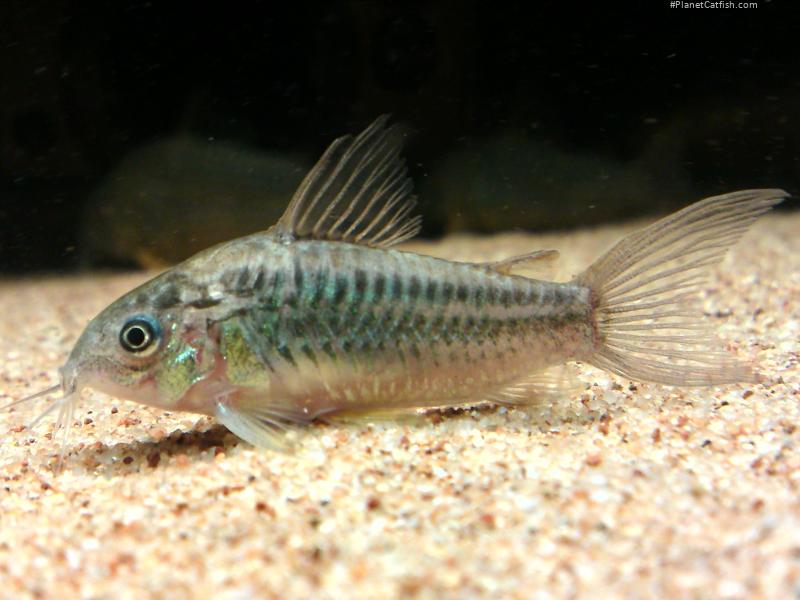 Gastrodermus sp. (Cw044)