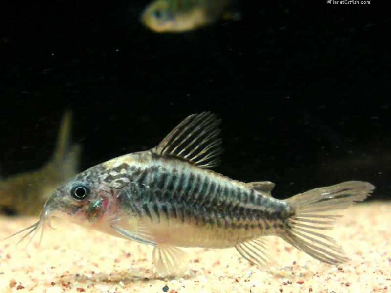 Gastrodermus sp. (Cw044)