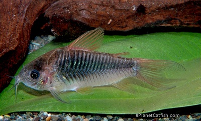 Gastrodermus sp. (Cw048)