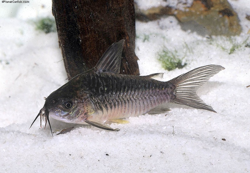 Gastrodermus sp. (Cw048)