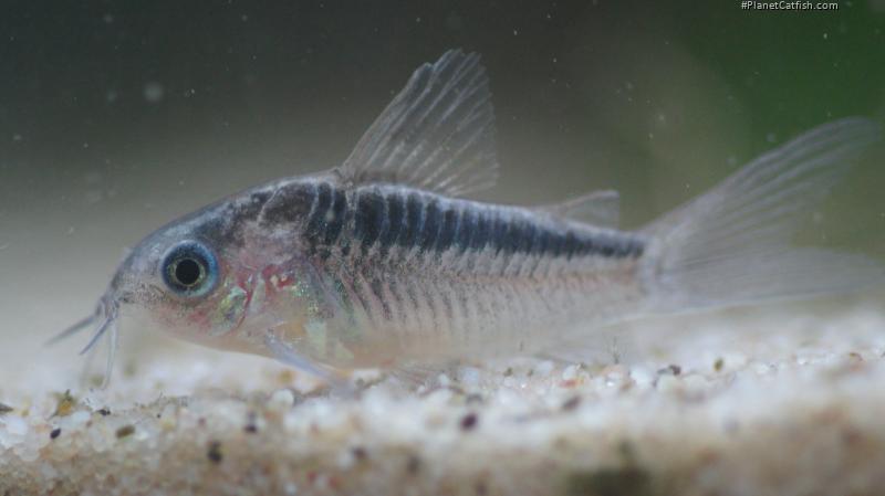 Gastrodermus sp. (Cw064)