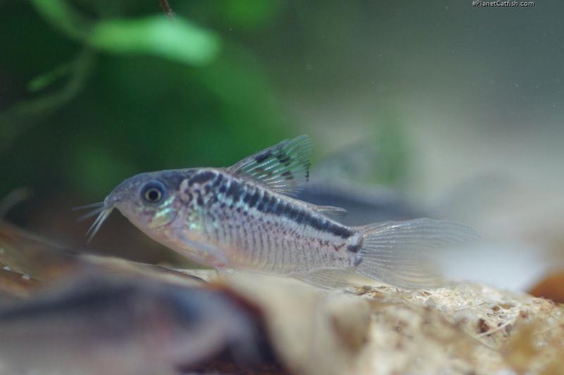 Gastrodermus sp. (Cw064)