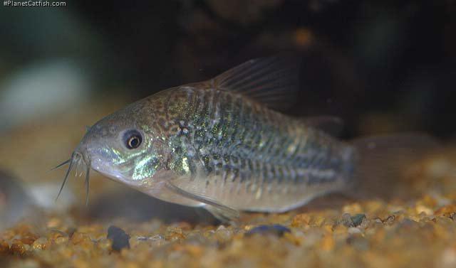 Gastrodermus undulatus
