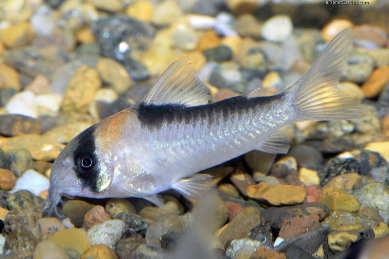 Hoplisoma adolfoi