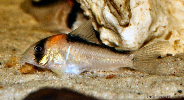 Hoplisoma adolfoi