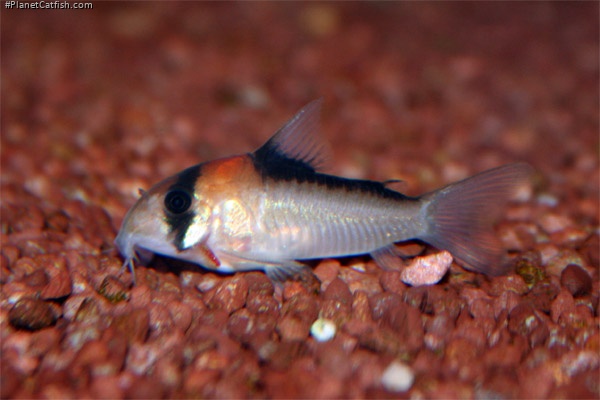 Hoplisoma adolfoi