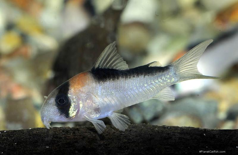 Hoplisoma adolfoi