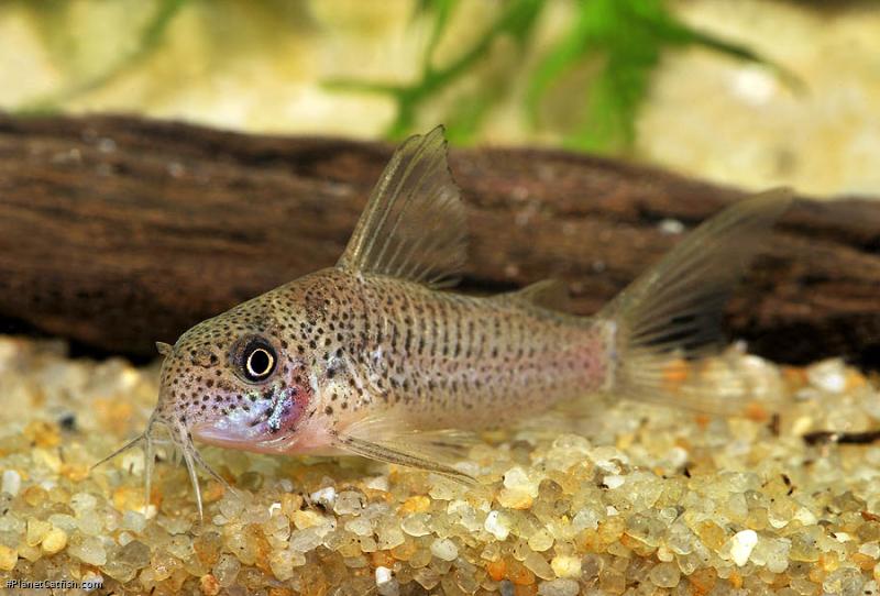 Hoplisoma albolineatum