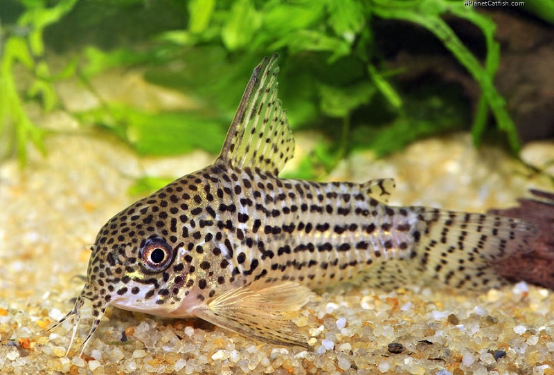 Hoplisoma araguaiaense