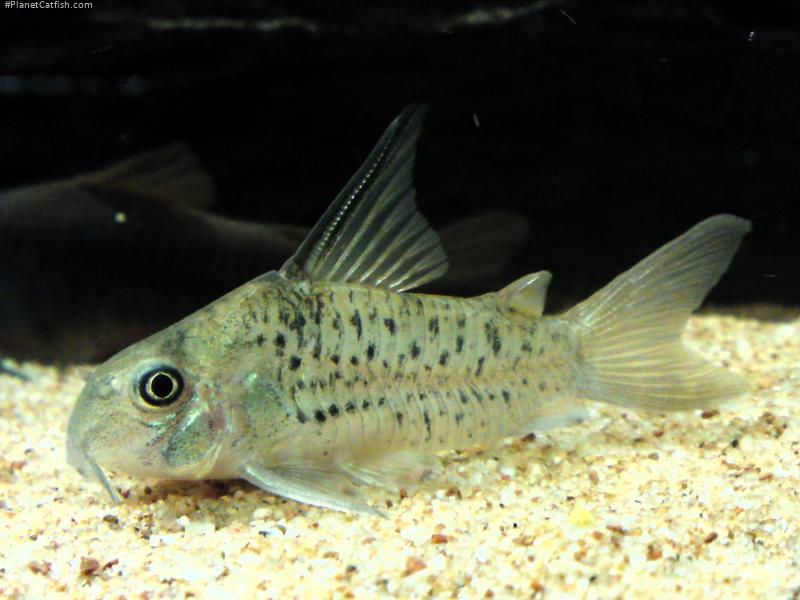 Hoplisoma armatum