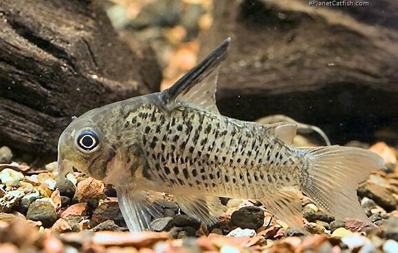 Hoplisoma armatum