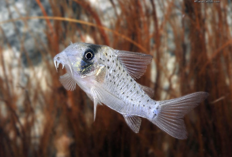 Hoplisoma atropersonatum