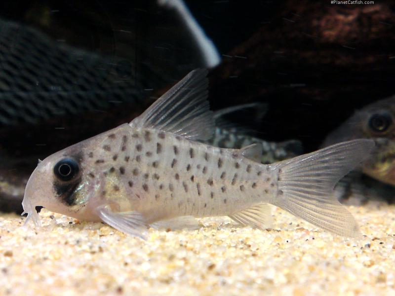 Hoplisoma atropersonatum