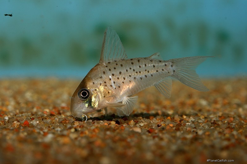 Hoplisoma atropersonatum