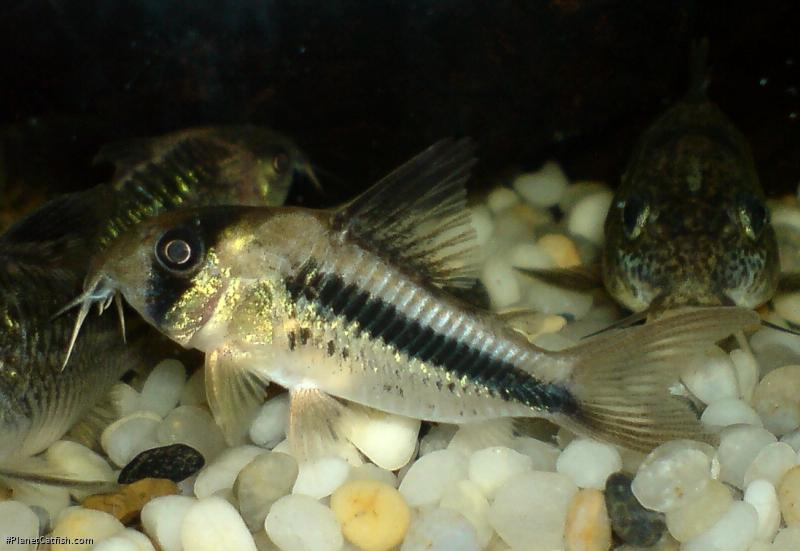 Hoplisoma axelrodi