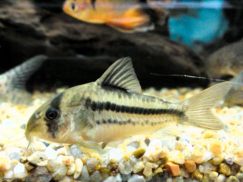 Hoplisoma axelrodi