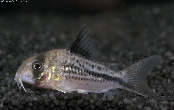 Hoplisoma axelrodi
