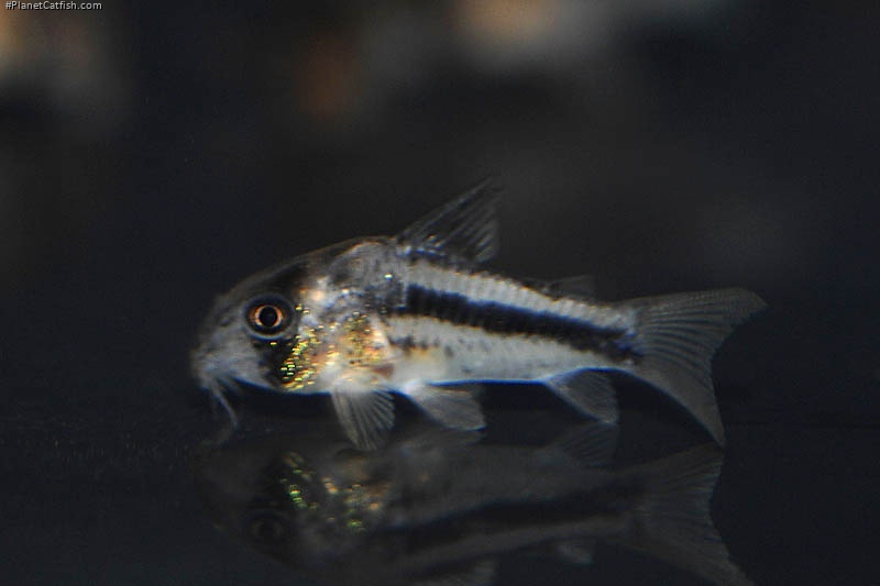 Hoplisoma axelrodi