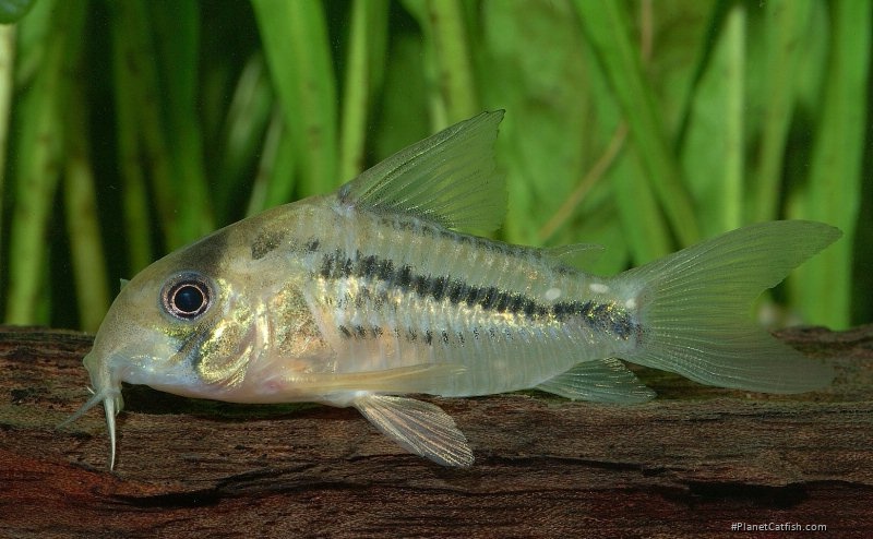 Hoplisoma axelrodi