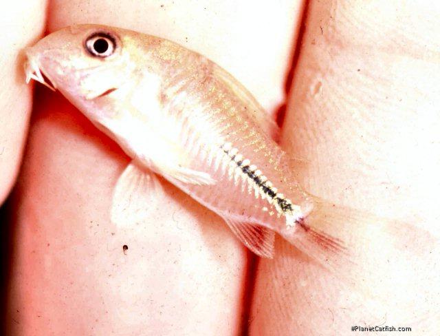 Hoplisoma baderi
