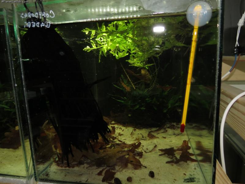 Hoplisoma baderi