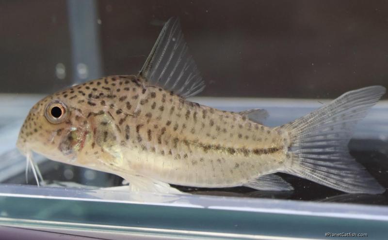 Hoplisoma boehlkei