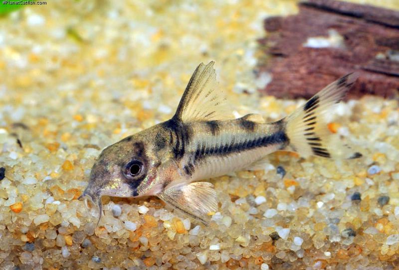 Hoplisoma boesemani
