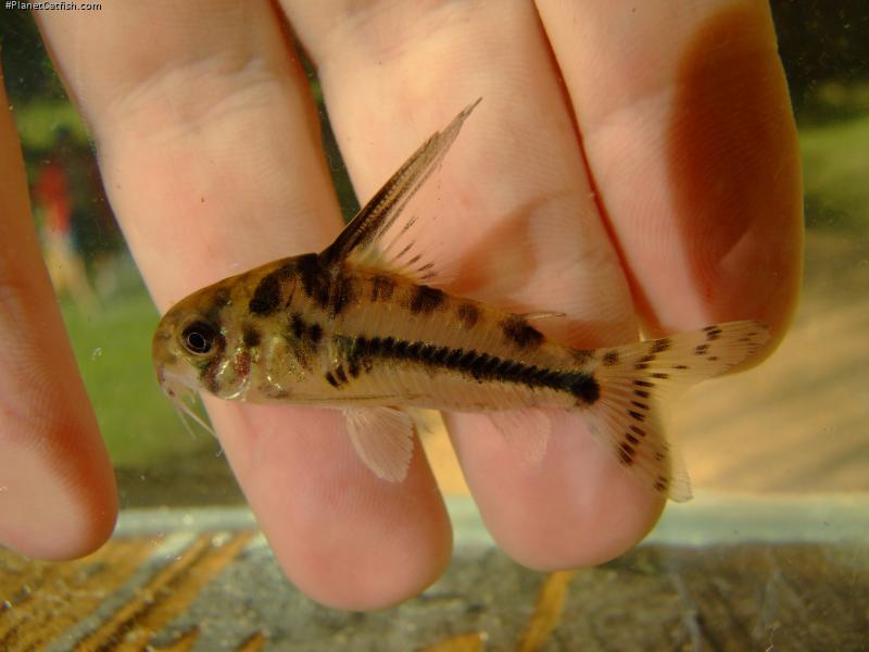 Hoplisoma boesemani