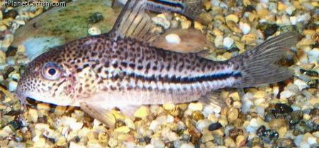 Hoplisoma bondi