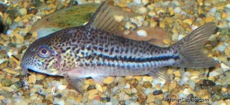 Hoplisoma bondi