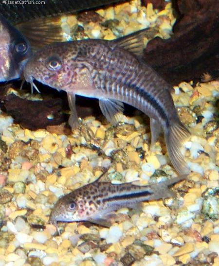 Hoplisoma bondi