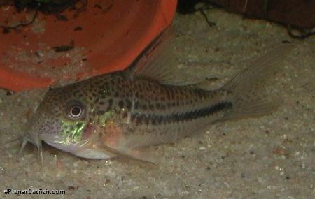 Hoplisoma bondi