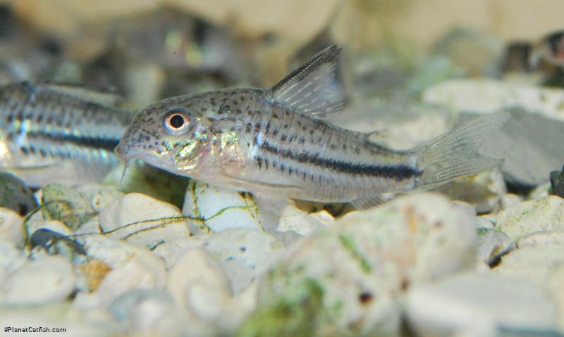 Hoplisoma bondi
