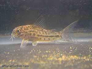 Hoplisoma breei