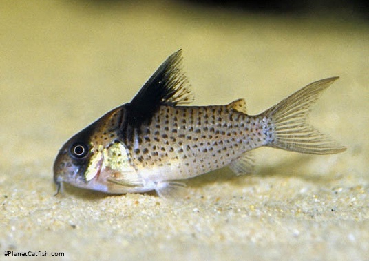 Hoplisoma brevirostre