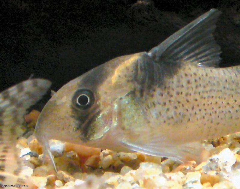 Hoplisoma brevirostre