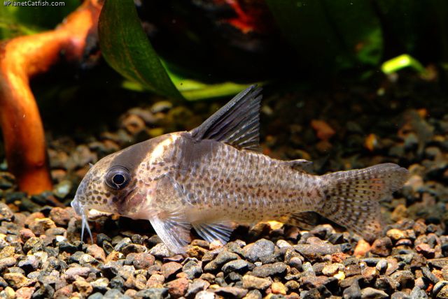 Hoplisoma brevirostre