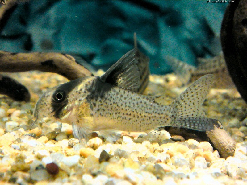 Hoplisoma brevirostre