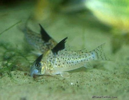 Hoplisoma brevirostre