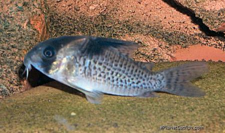 Hoplisoma brevirostre