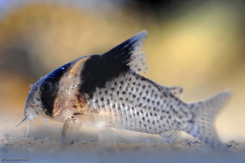 Hoplisoma brevirostre